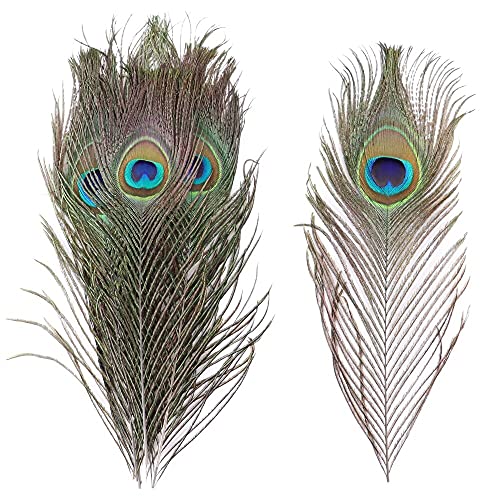 Pfau Schwert Federn, Pfauenfedern 25-30cm Natur for Basteln Hochzeit Karneval Kostüm Dekoration 10 Stück(50PCS) von HBALDTEDC