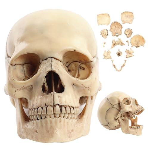 Anatomie Schädel wissenschaftlich 1: 2 Schädelmodell abnehmbar 15 Teile Human Realistic 5.8x4x3.4in Anatomie Modell für das Studium der Lehre von HDBHSBE