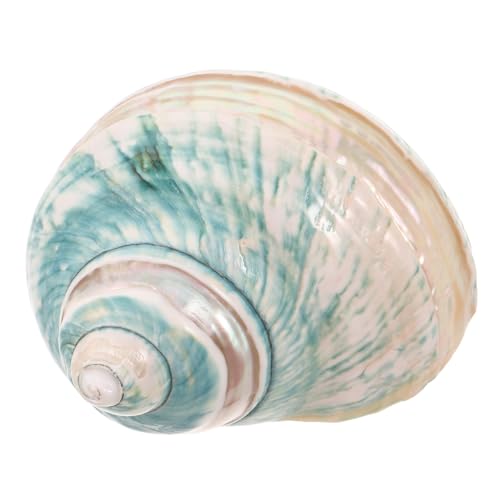 HEATSHAKING Muschel Dekoration Für Aquarien Heimdekoration Muschel Exemplar Für Aquarien von HEATSHAKING