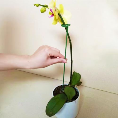 Stabile und praktische Pflanzenstützpfähle, perfekt für Plumbago Auriculata (17 cm) von HEBEOT
