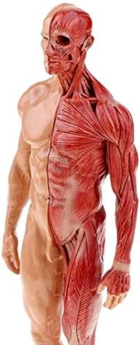 Anatomisches Modell des menschlichen Körpers – weibliche und männliche Anatomiefigur, menschlicher Muskel und Skelett, anatomisches Modell für Schule, Bildungsunterricht, 27,9 cm, männlich, von HEHEXIQH