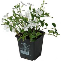 HELIX PFLANZEN Kleines Immergrün, Vinca minor »Alba«, Blattfarbe: grün, Blüte: weiß - weiss von HELIX PFLANZEN