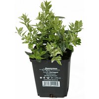 HELIX PFLANZEN Spindelstrauch, Euonymus fortunei »Halequin«, Blattfarbe: weiß/grün - weiss von HELIX PFLANZEN