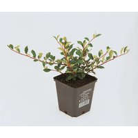 HELIX PFLANZEN Zwergmispel, Cotonaster dammeri »Eichholz«, Blattfarbe: grün, Blüte: weiß - gruen von HELIX PFLANZEN