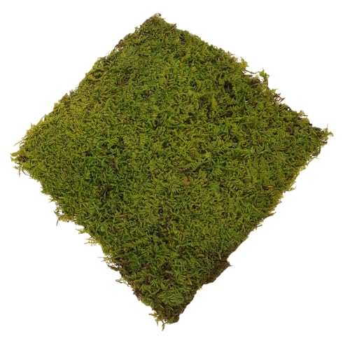 HEMOTON Künstliches Gras Teppich für DIY Realistische Simulation für Sandtische und Mikrolandschaften Langlebig und Vielseitig Einsetzbar Gelb Grün HEMOTON Künstliches Gras Teppich für DIY Realistische Simulation für Sandtische und Mikrolandschaften Langlebig und Vielseitig Einsetzbar Gelb Grün von HEMOTON