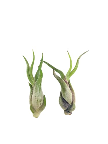 Tillandsia caput medusae | Luftpflanze | Airplant | Tillandsien | Pflegeleichte Zimmerpflanze | Dekorativ | Echte lebende Pflanze (2, Grün) von HERBINOS