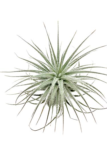 Tillandsia tectorum | Seltene Tillandsie | Luftpflanze | Urban Jungel | Zimmerpflanzen indoor | Tillandsien Pflanzen echt | Größe 5 cm von HERBINOS