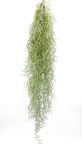 Tillandsia usneoides | Luftpflanze | Zimmerpflanze | Urban Jungel | Zimmerpflanzen indoor | Tillandsien Pflanzen echt | Bromeliengewächs | hängende Zimmerpflanze (1, 50 cm) von HERBINOS
