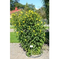 Topinambur 1 Kg Knollen Frisch Helle Sorte Bioqualität Topinambur 1 Kg Knollen Frisch Helle Sorte Bioqualität von HEXOFITKON