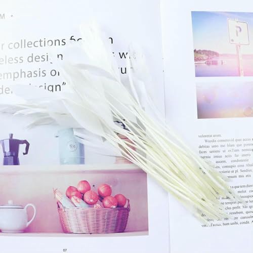 Farbige Gänsefedern, natürliche Federn für Hochzeit, Karneval, Dekoration, Schmuckherstellung, DIY, Wohnaccessoires, Federn, 13–18 cm, gebleicht, 100 Stück Farbige Gänsefedern, natürliche Federn für Hochzeit, Karneval, Dekoration, Schmuckherstellung, DIY, Wohnaccessoires, Federn, 13–18 cm, gebleicht, 100 Stück von HFNCE
