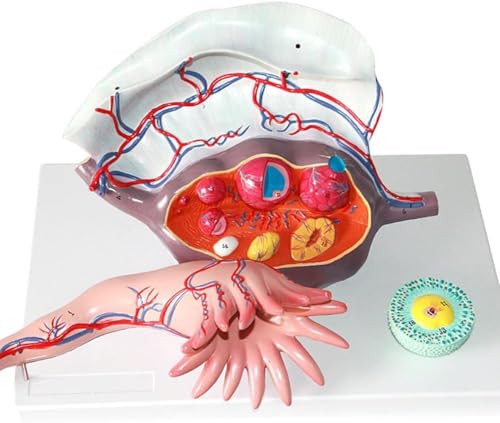 HGAYUBDV Anatomisches Modell der menschlichen Eierstock-Gebärmutter, 5-fache Vergrößerung, anatomisches Modell der weiblichen Eierstockstruktur und Follikelentwicklung, 3-teilig von HGAYUBDV