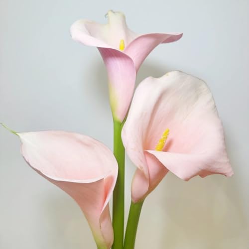(HGJKYTFCDG) - Calla PWinterhart - Gartendekoration von hoher Qualität-2Pcs-T von HGJKYTFCDG