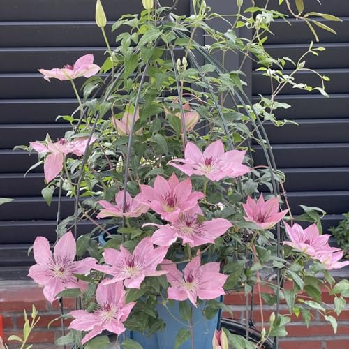 (HGJKYTFCDG) - Clematis PWinterhart Mehrjährig - Ideal für Pergolen und Zaune-5Rhizome-X von HGJKYTFCDG