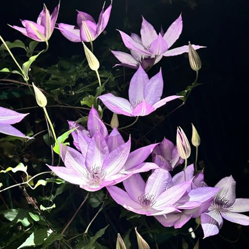 (HGJKYTFCDG) - Clematis PWinterhart Mehrjährig - Ideal für Pergolen und Zaune-8Rhizome-G von HGJKYTFCDG
