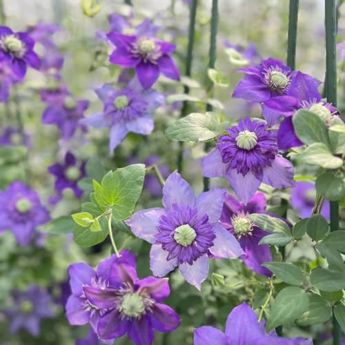 (HGJKYTFCDG) - Clematis PWinterhart Mehrjährig - Ideal für Pergolen und Zaune-8Rhizome-V von HGJKYTFCDG
