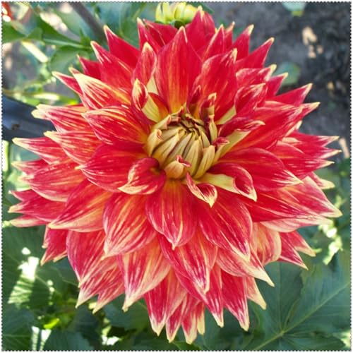(HGJKYTFCDG) - Dahlia Kaufen - Frostfeste Sorten für Garten & Balkon-6stück-G von HGJKYTFCDG