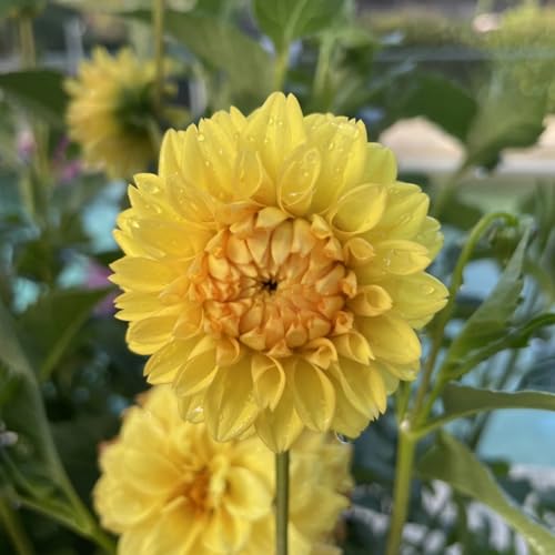(HGJKYTFCDG) - Dahlia rhizome winterhart - Frostfeste Sorten für Garten & Balkon-2stück-H von HGJKYTFCDG