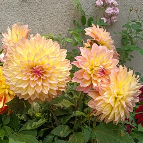 (HGJKYTFCDG) - Dahlien Winterhart - Echte Dahlien mit rhizome, ideal zum Kaufen für Ihren Garten-6stück-B von HGJKYTFCDG