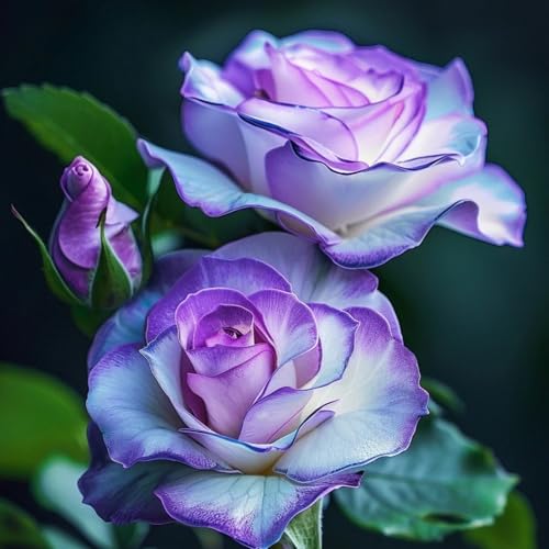 (HGJKYTFCDG) - Hybride Rosen Winterharte (strauchrose) - Duftende Strauchrosen mit Doppelfärbung - Garten und Balkon-1Rhizome-H von HGJKYTFCDG