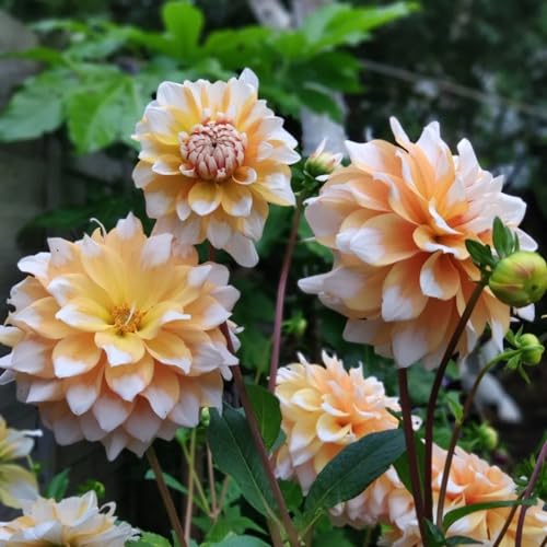 (HGJKYTFCDG) - Kaufe die winterharte Dahlien - Dahlien Rhizome - Dahlien Kaufen - Echte Iris mit rhizome, ideal zum Kaufen für Ihren Garten-8stück-B von HGJKYTFCDG