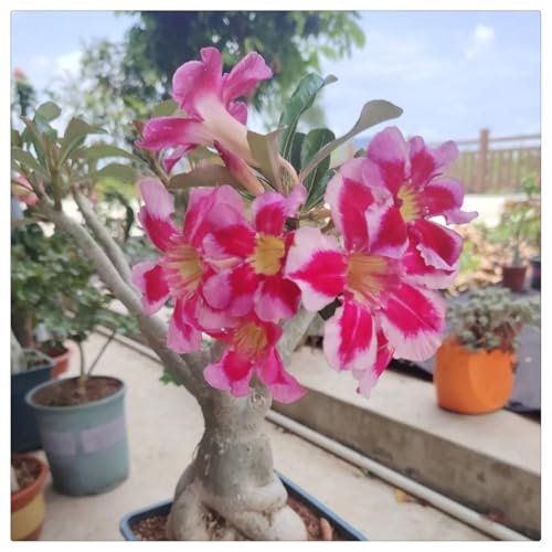 (HGJKYTFCDG) - Kaufe die winterharte Wüstenrose - Frostfeste Sorten für Garten & Balkon-5stück-D von HGJKYTFCDG