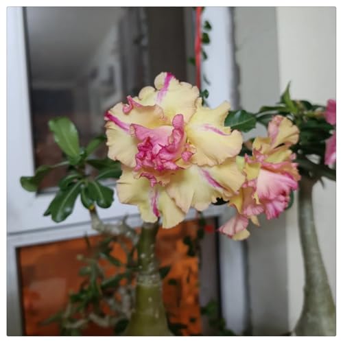 (HGJKYTFCDG) - Kaufe die winterharte Wüstenrose - Wüstenrose Rhizome - Frostfeste Sorten für Garten & Balkon-4stück-H von HGJKYTFCDG