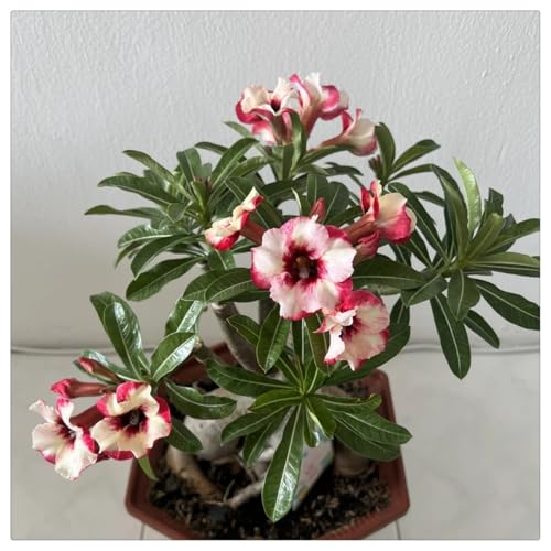 (HGJKYTFCDG) - Kaufe die winterharte Wüstenrose - Wüstenrose Rhizome - Frostfeste Sorten für Garten & Balkon-4stück-I von HGJKYTFCDG