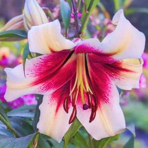 (HGJKYTFCDG) - Lilien/lilium winterhart - Echte Dahlien mit rhizome, ideal zum Kaufen für Ihren Garten-8stück-C von HGJKYTFCDG