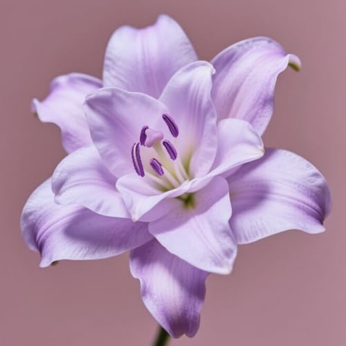 (HGJKYTFCDG) - Lilien/lilium winterhart - Geeignet für Beet & Topf - Winterharte Lilien -10Rhizome-Z von HGJKYTFCDG