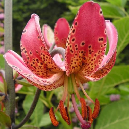 (HGJKYTFCDG) - Lilien/lilium winterhart - Geeignet für Beet & Topf - Winterharte Lilien -10Rhizome-l von HGJKYTFCDG