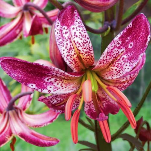 (HGJKYTFCDG) - Lilien/lilium winterhart - Geeignet für Beet & Topf - Winterharte Lilien -4Rhizome-C von HGJKYTFCDG