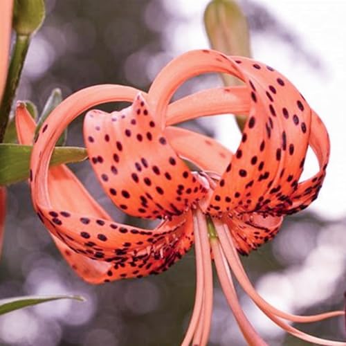(HGJKYTFCDG) - Lilien/lilium winterhart - Geeignet für Beet & Topf - Winterharte Lilien -4Rhizome-E von HGJKYTFCDG