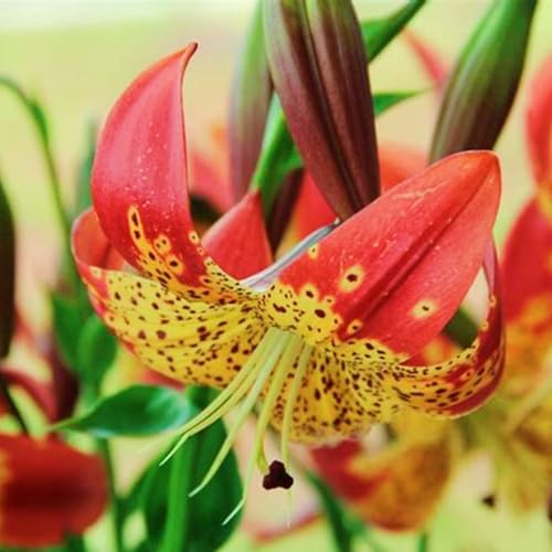 (HGJKYTFCDG) - Lilien/lilium winterhart - Geeignet für Beet & Topf - Winterharte Lilien -4Rhizome-O von HGJKYTFCDG