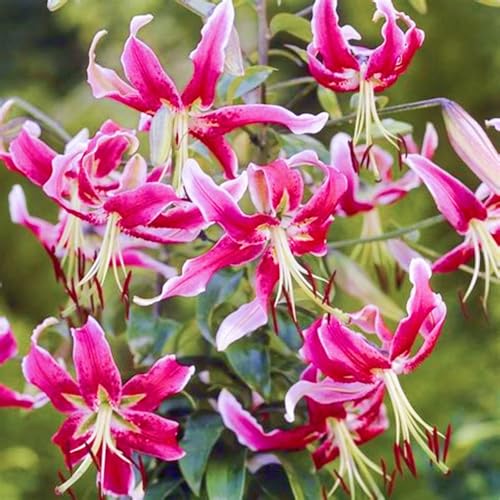 (HGJKYTFCDG) - Lilien/lilium winterhart - Geeignet für Beet & Topf - Winterharte Lilien -4Rhizome-R von HGJKYTFCDG
