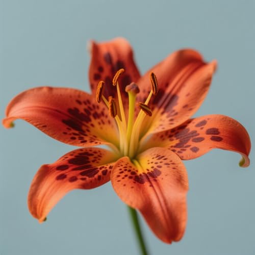 (HGJKYTFCDG) - Lilien/lilium winterhart - Geeignet für Beet & Topf - Winterharte Lilien -4Rhizome-X von HGJKYTFCDG