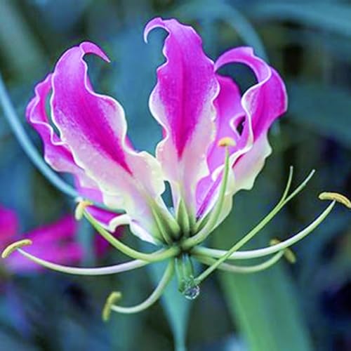 (HGJKYTFCDG) - Lilien/lilium winterhart - Geeignet für Beet & Topf - Winterharte Lilien -4Rhizome-Y von HGJKYTFCDG
