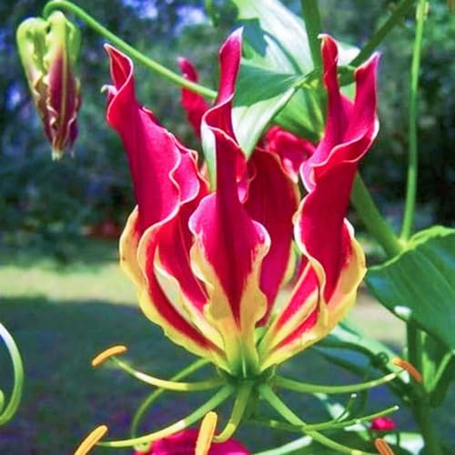 (HGJKYTFCDG) - Lilien/lilium winterhart & Frostfeste Sorten für Garten & Balkon, leicht zu züchten-6stück-F von HGJKYTFCDG