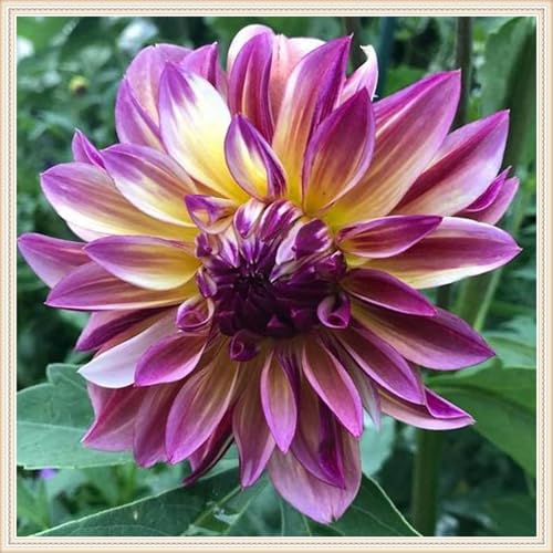 (HGJKYTFCDG) Mehrjährige Blumenzwiebel winterhart, Blumenzwiebel Mix, Winterhart zwiebeln, Mysteriöse magische Glühbirne-2 Dahlien rhizome-A von HGJKYTFCDG