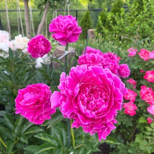 (HGJKYTFCDG) - Pfingstrosen winterhart - Langlebige Sorte für Garten und Terrasse-1Pcs-J von HGJKYTFCDG