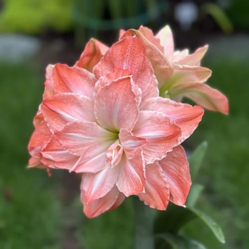 (HGJKYTFCDG) - Winterfeste Amaryllis - Hochwertige Amaryllis Sorten-1Pcs-C von HGJKYTFCDG