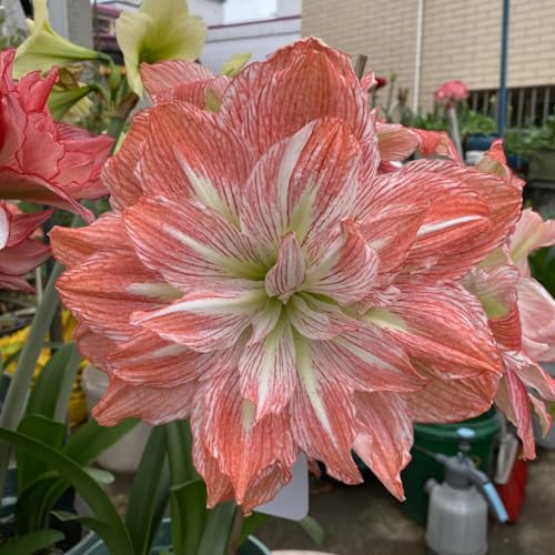 (HGJKYTFCDG) - Winterfeste Amaryllis - Hochwertige Amaryllis Sorten-1Pcs-I von HGJKYTFCDG