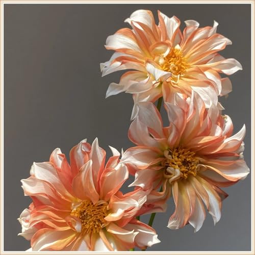 (HGJKYTFCDG) Winterhart pflanzen, Blumenzwiebel Mix, Mysteriöse magische Glühbirne, 2026 Winterhart zwiebeln-4 Dahlien rhizome-A von HGJKYTFCDG