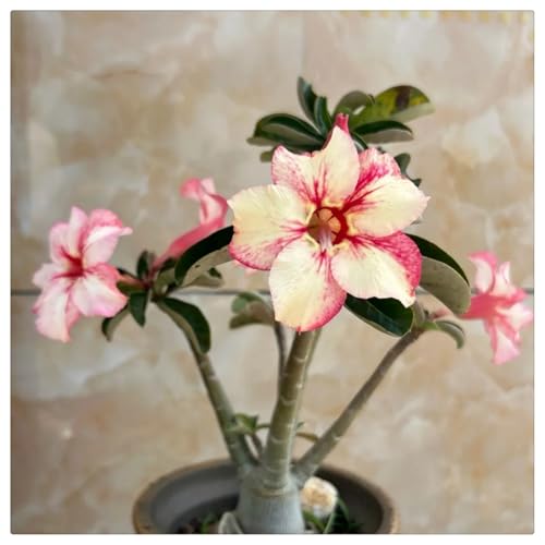 (HGJKYTFCDG) - Wüstenrose Kaufen - Echte Wüstenrose mit rhizome, ideal zum Kaufen für Ihren Garten-2stück-B von HGJKYTFCDG