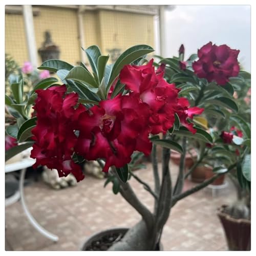 (HGJKYTFCDG) - Wüstenrose Kaufen - Echte Wüstenrose mit rhizome, ideal zum Kaufen für Ihren Garten-2stück-G von HGJKYTFCDG