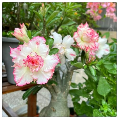 (HGJKYTFCDG) - Wüstenrose Kaufen - Echte Wüstenrose mit rhizome, ideal zum Kaufen für Ihren Garten-5stück-C von HGJKYTFCDG