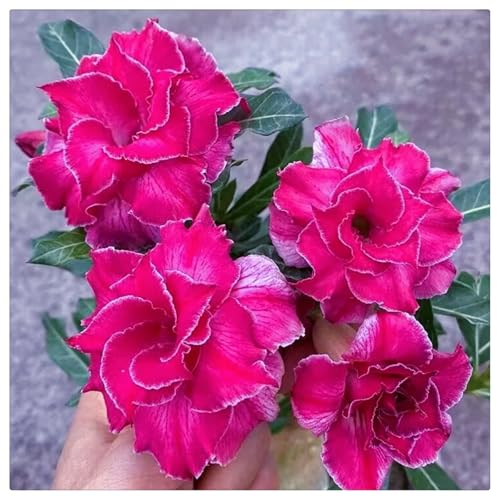 (HGJKYTFCDG) - Wüstenrose Kaufen - Echte Wüstenrose mit rhizome, ideal zum Kaufen für Ihren Garten-5stück-D von HGJKYTFCDG