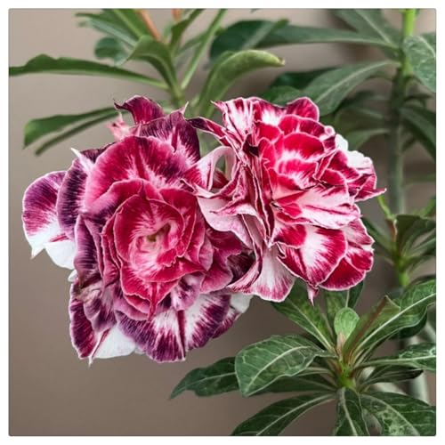 Adenium Wüstenrose Kaufen winterhart - Frostfeste Sorten für Garten & Balkon- und Außenbereich geeignet, leicht zu züchten-3Rhizome-X Adenium Wüstenrose Kaufen winterhart - Frostfeste Sorten für Garten & Balkon- und Außenbereich geeignet, leicht zu züchten-3Rhizome-X von HGJKYTFCDG