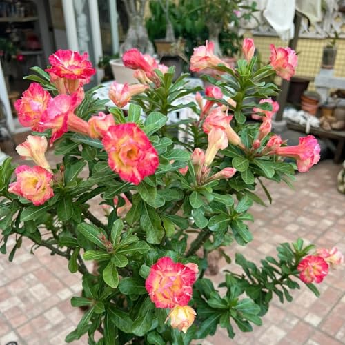 Adenium obesum pflanze winterhart - Wüstenrose Adenium Obesum - Pflanze mit winterharter Knolle, einfach zum Kaufen und pflegen-1knollen-J Adenium obesum pflanze winterhart - Wüstenrose Adenium Obesum - Pflanze mit winterharter Knolle, einfach zum Kaufen und pflegen-1knollen-J von HGJKYTFCDG