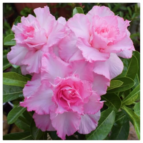 Adenium obesum wüstenrose Kaufen - Einzigartige Zierpflanze mit großen, farbenfrohen Blüten-2Rhizome-B von HGJKYTFCDG