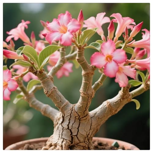 Adenium obesum wüstenrose Kaufen - Einzigartige Zierpflanze mit großen, farbenfrohen Blüten-5Rhizome-E Adenium obesum wüstenrose Kaufen - Einzigartige Zierpflanze mit großen, farbenfrohen Blüten-5Rhizome-E von HGJKYTFCDG